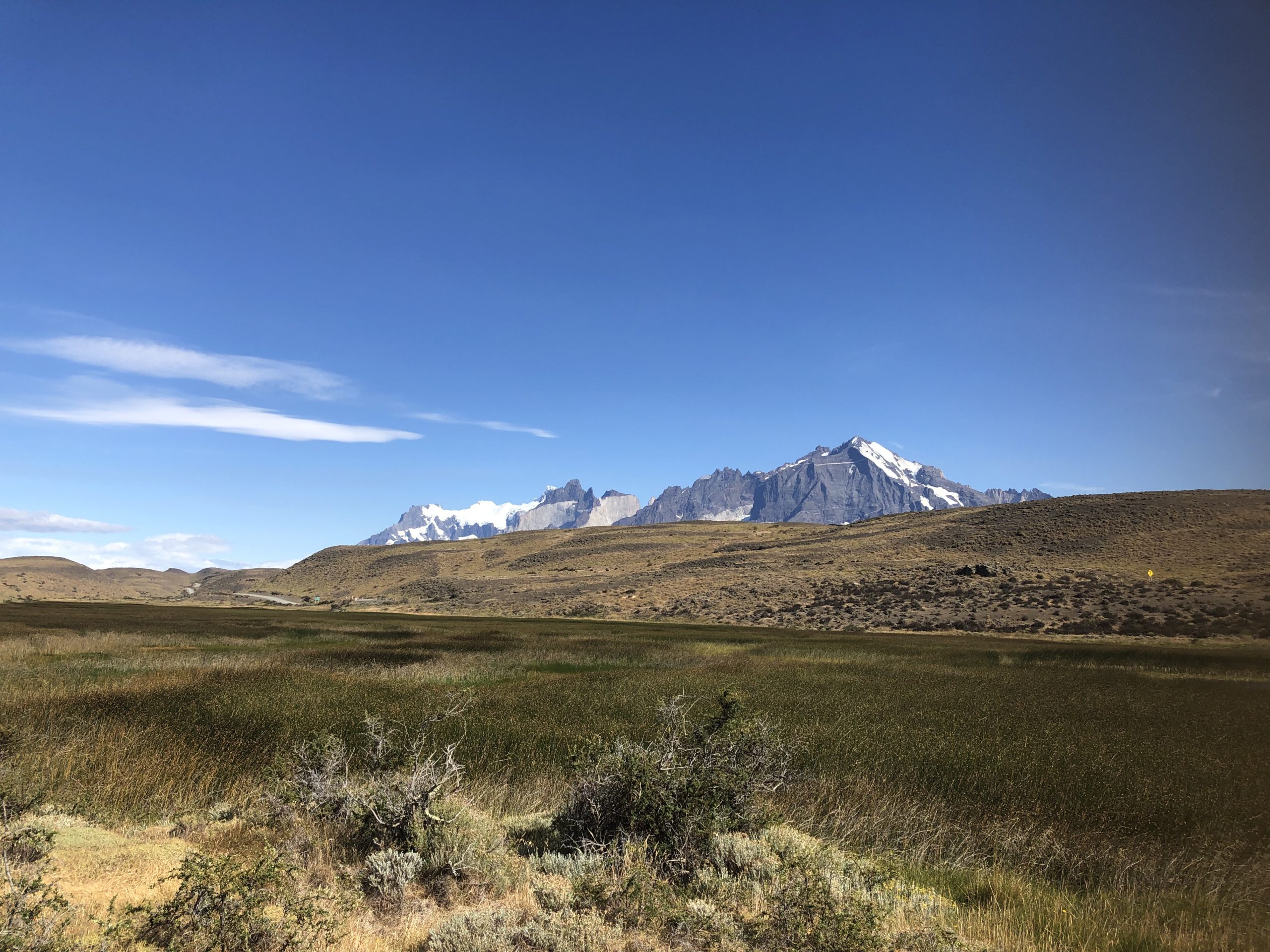 Flora Nativa en la Patagonia