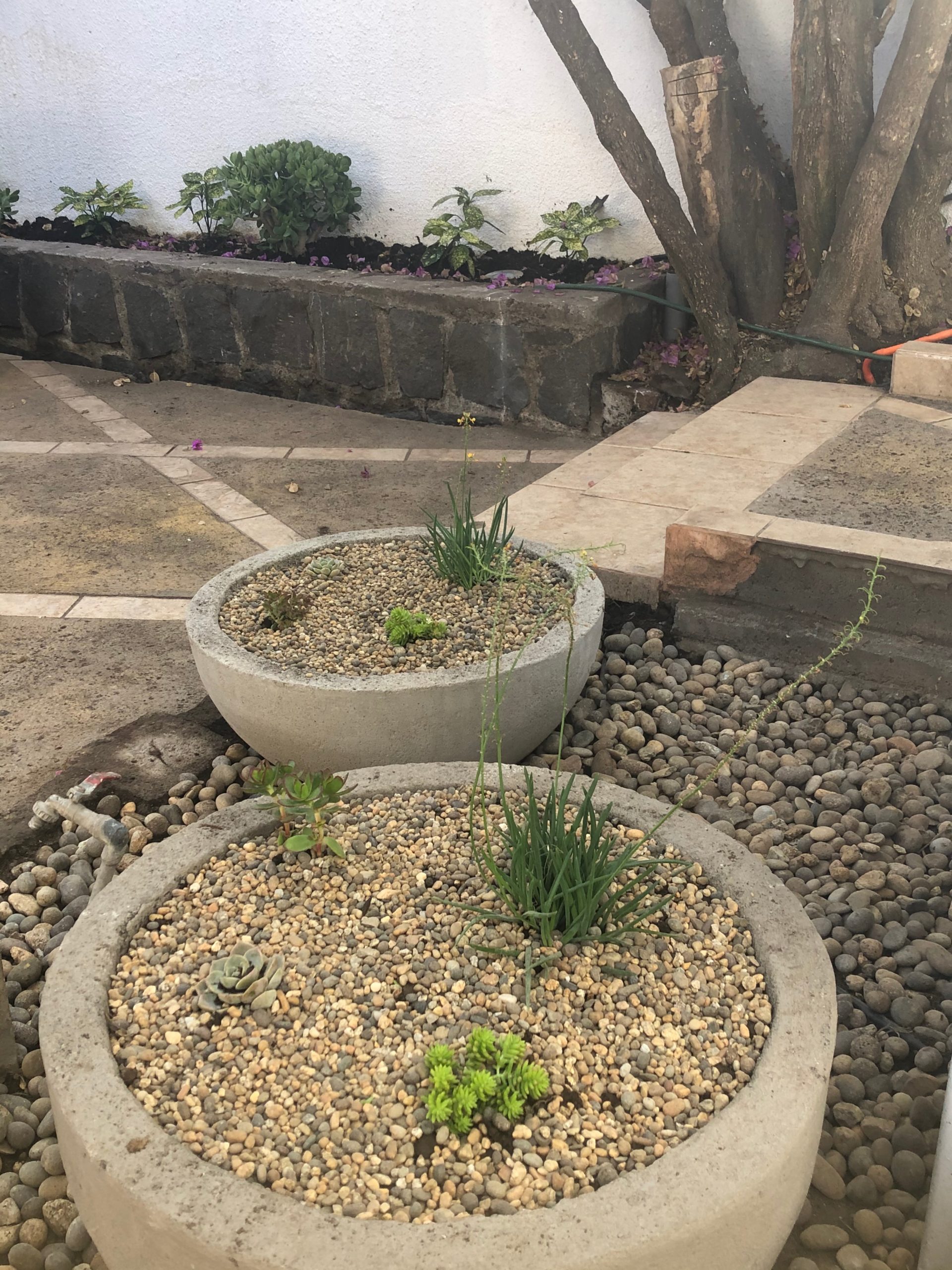 Incorporar suculentas en el jardín